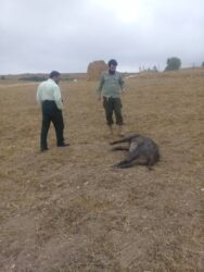 دستگیری شکارچی غیرمجاز ۵ راس گراز وحشی در سیاهکل