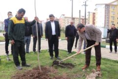 کاشت ۱۰۰ اصله درخت عنبرالسائل در محور بلوار امام رضا (ع) و ۹۰ اصله نهال در شهرک مهر رشت