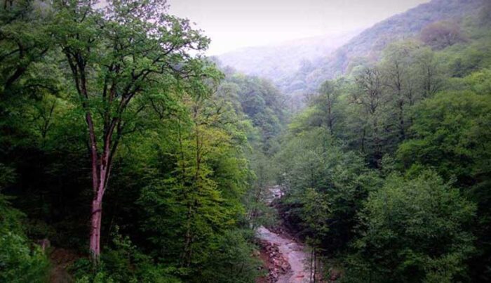 رییس سازمان منابع طبیعی خواستار تشکیل اکیپ های کارشناسی برای تهیه طرح تفصیلی جنگل های هیرکانی شد