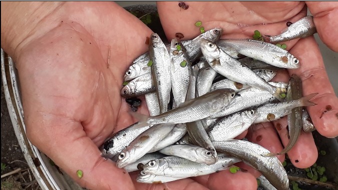 رهاسازی بیش از ۷ میلیون قطعه بچه ماهی سفید فرم بهاره و کپور تالابی از مزرعه قلم گوده بطور مستقیم به تالاب انزلی