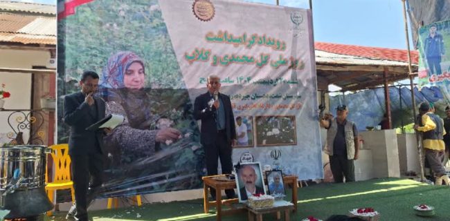 گیلان ۱۳۰ هکتار سطح زیر کشت گل محمدی دارد گیلان ۱۳۰ هکتار سطح زیر کشت گل محمدی دارد